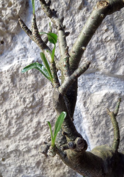 ADENIUM SOMALENSE - Page 2 HuY54Q