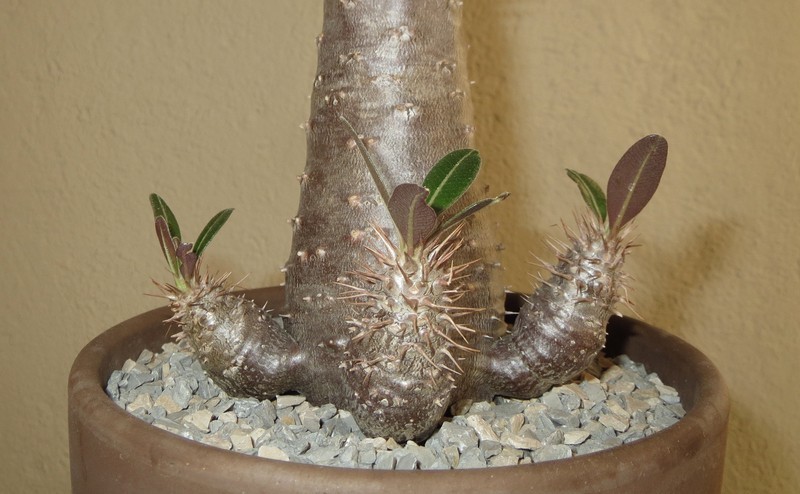 Pachypodium cactipes UQiTkP