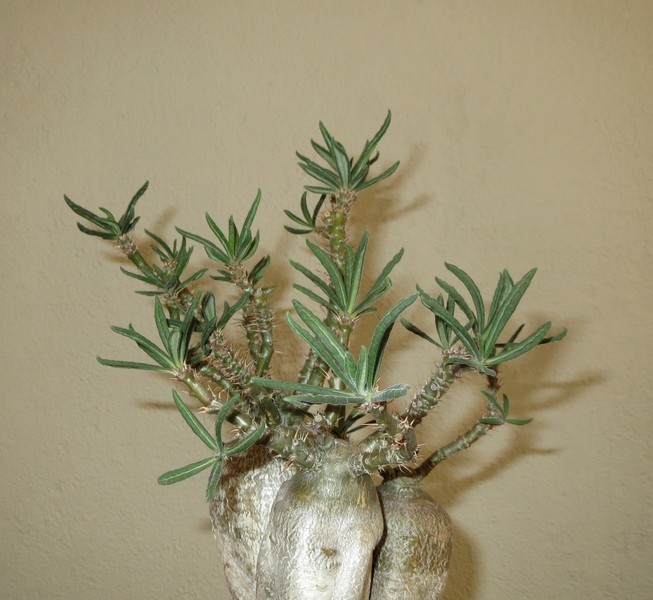 Pachypodium succulentum  - Page 4 69KrIw