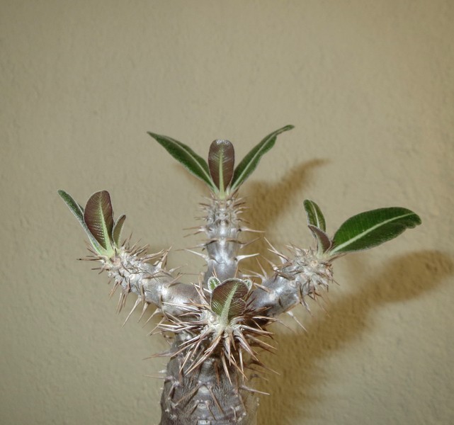 Pachypodium cactipes CuY9nw