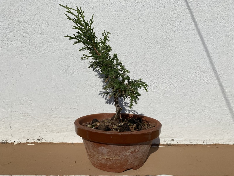 Plantón/Prebonsai Itoigawa Mig4w5