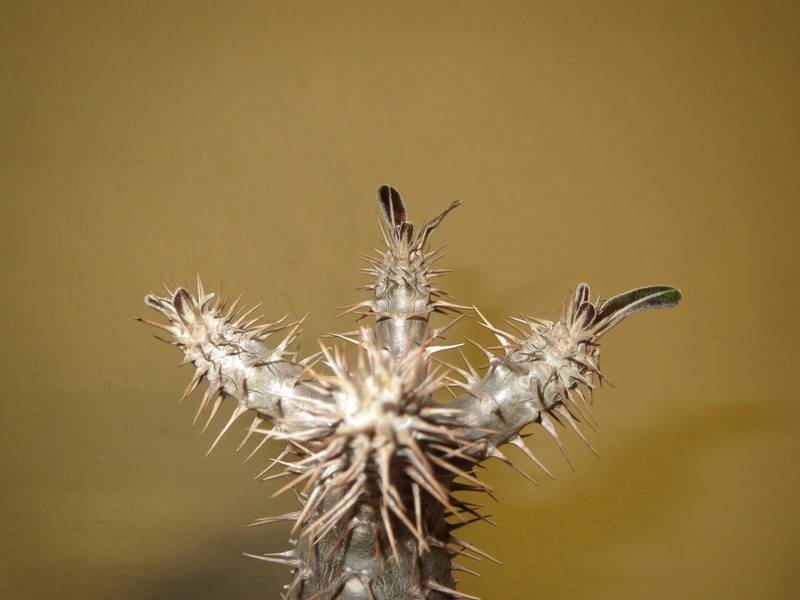 Pachypodium cactipes OHvV8b