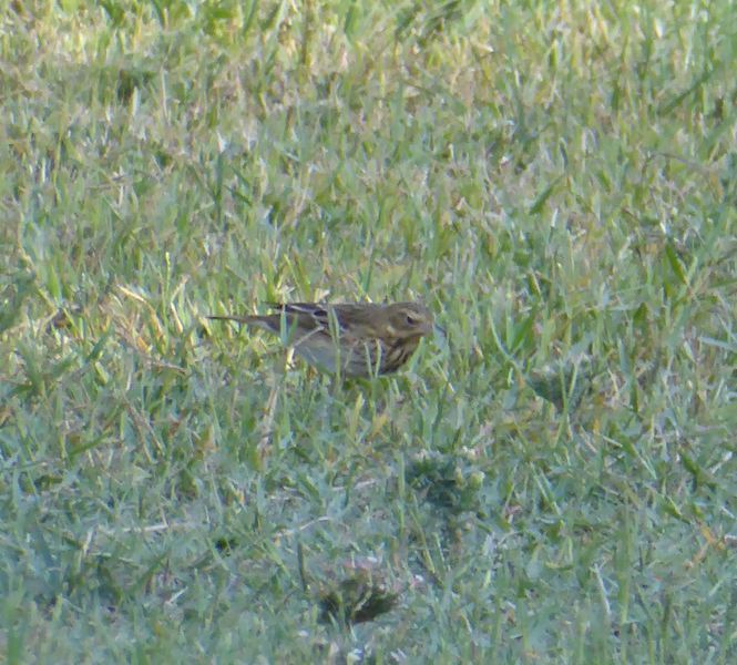 Ajuda na ID - Parque Tejo WOa41G