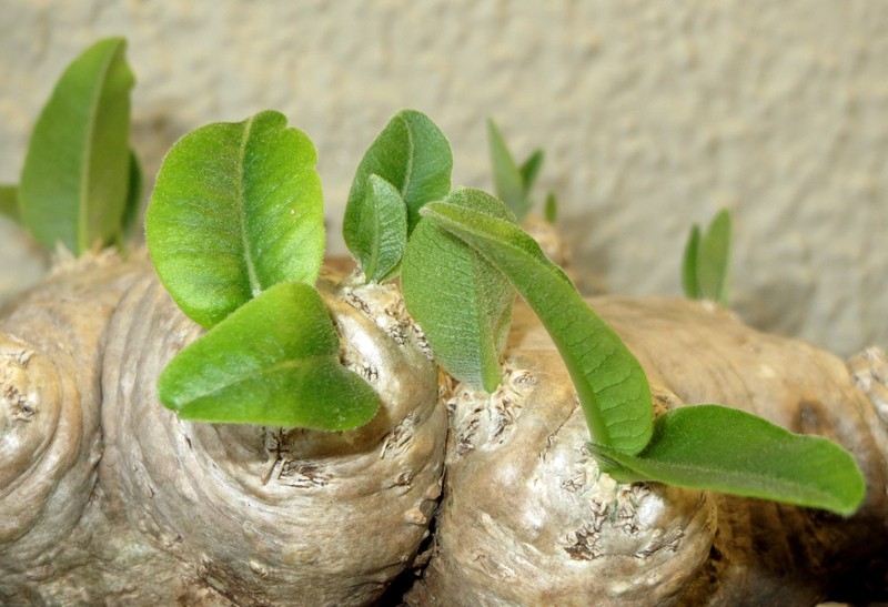 PACHYPODIUM BREVICAULE - Page 3 9DvNFP