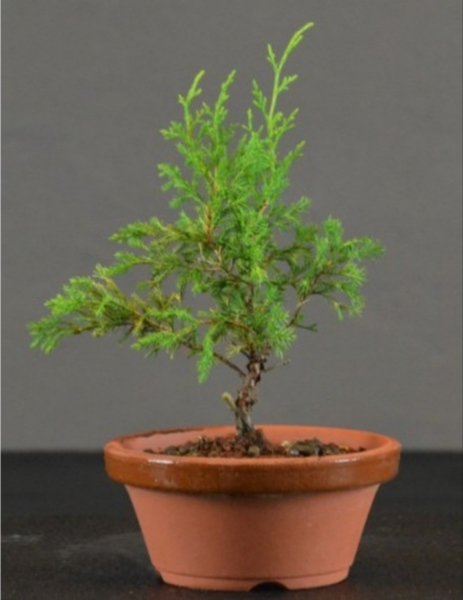 Dudas adquisición primer Bonsai Gv2zeD