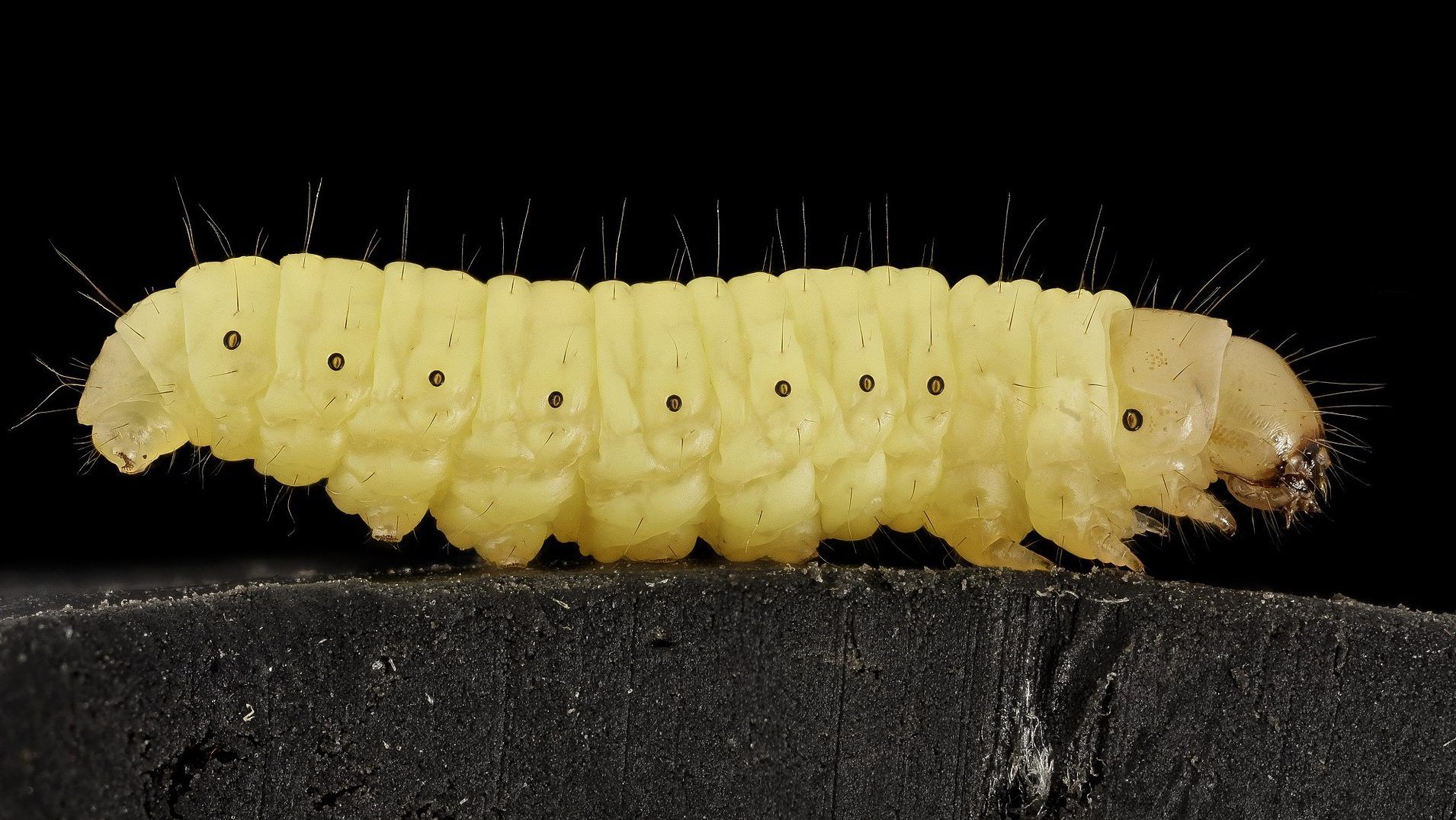 Scientists have discovered a worm that eats plastic bags and leaves behind antifreeze HUVb7W