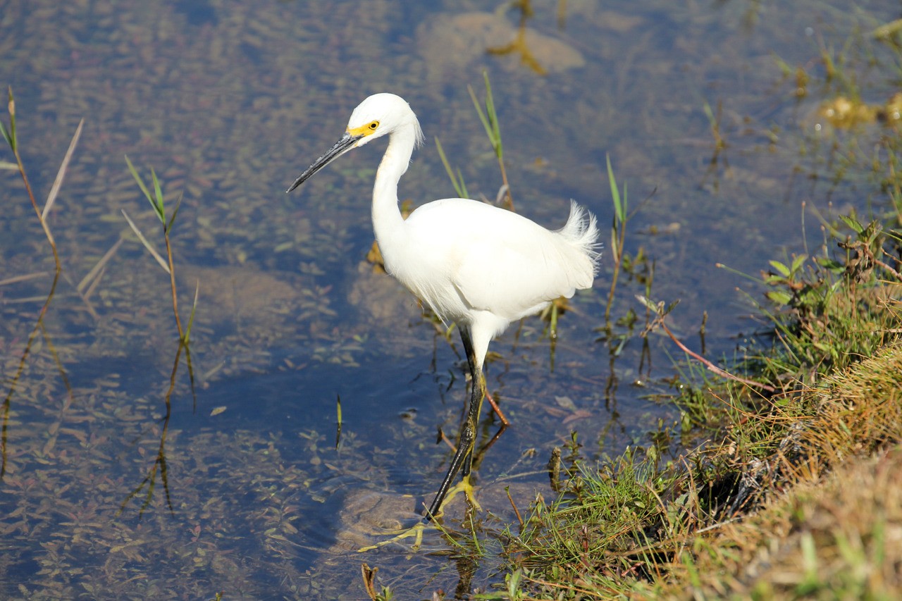 Les oiseaux du sud de la Floride - Fevrier 2015 E7OO21