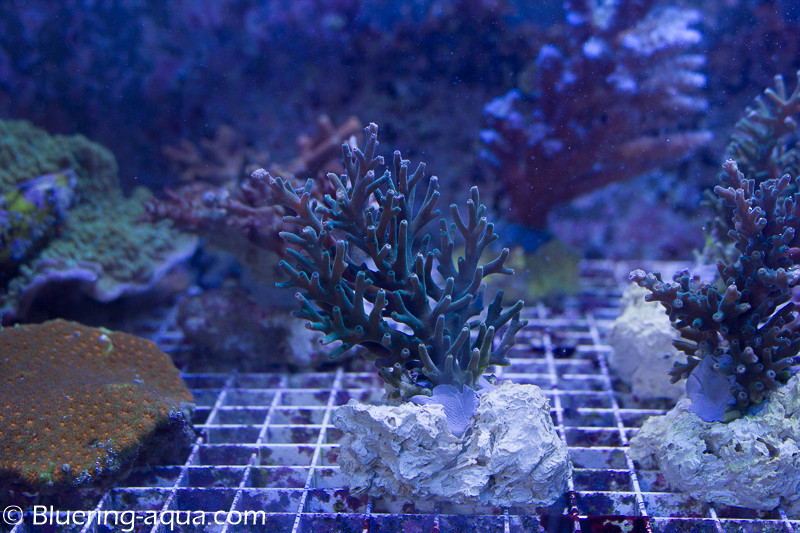 Promotion Acropora Echinata PlkqlY