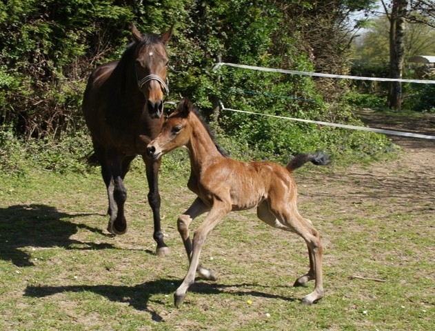 2015 - Farah de Myrol AA 50% Feydan PSAr x Lypha du Roy PS SyVAQ7