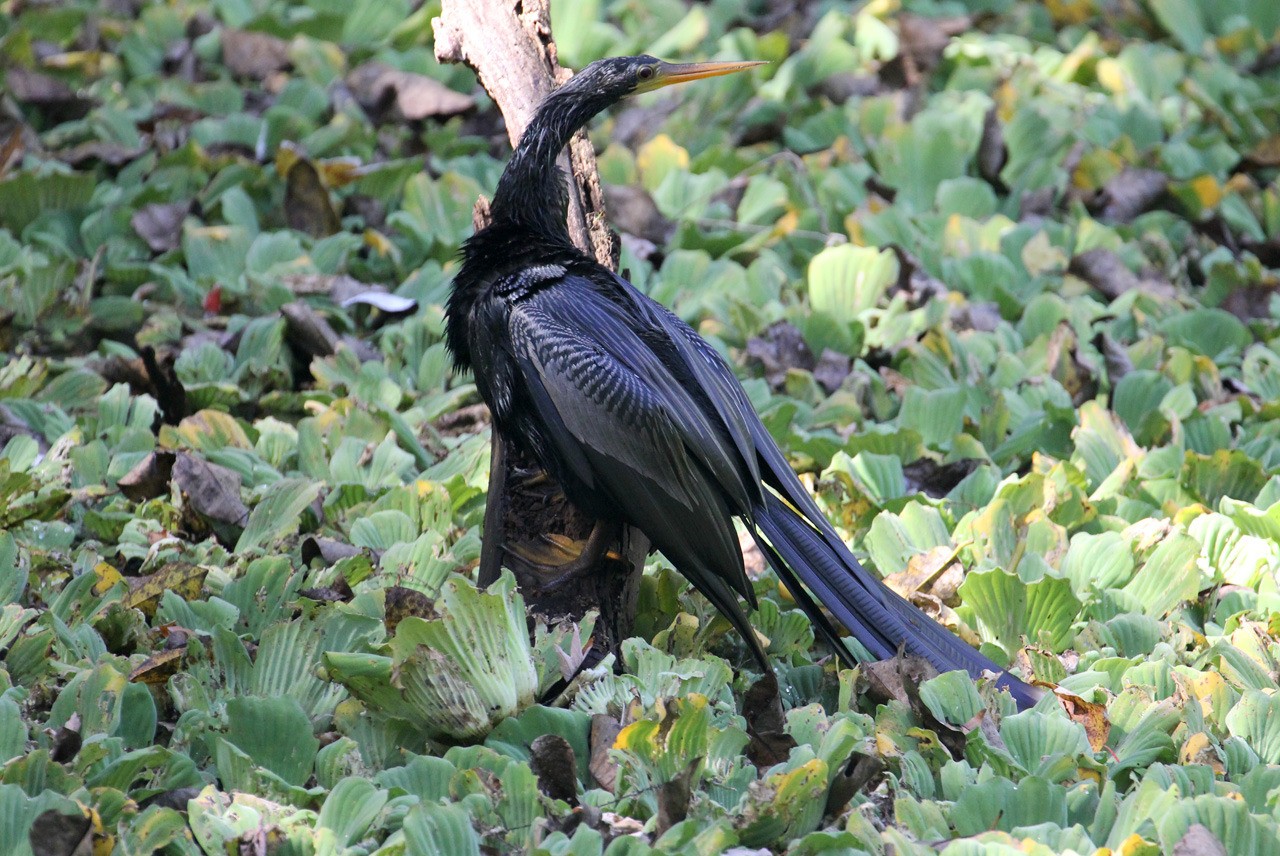 Les oiseaux du sud de la Floride - Fevrier 2015 Thk40i