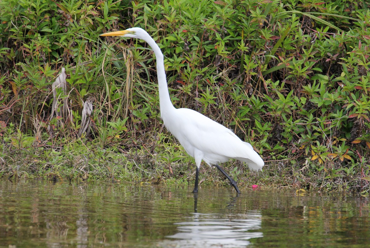 Les oiseaux du sud de la Floride - Fevrier 2015 B6csTK