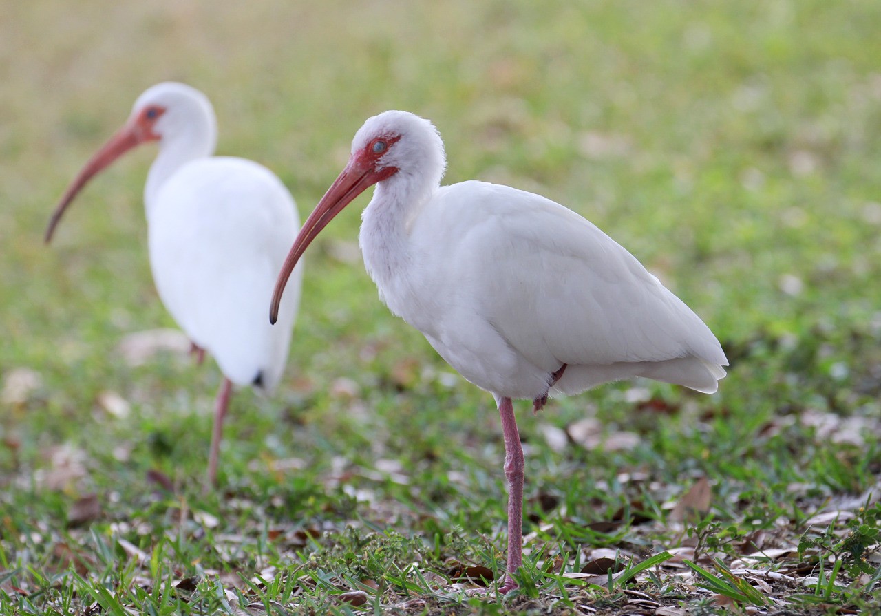 Les oiseaux du sud de la Floride - Fevrier 2015 HC2rot