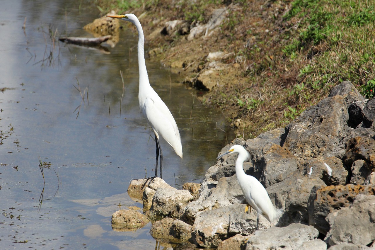 Les oiseaux du sud de la Floride - Fevrier 2015 Le944Q