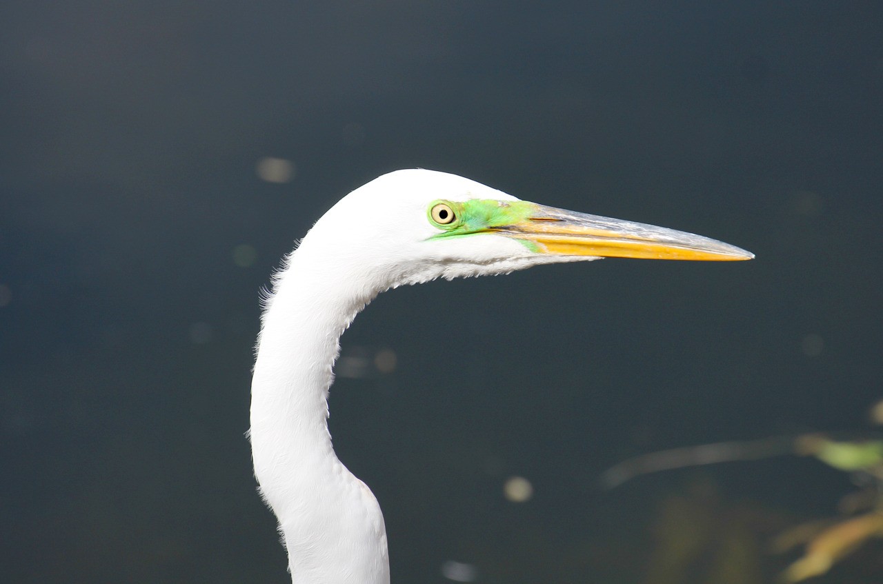 Les oiseaux du sud de la Floride - Fevrier 2015 QJmyiC