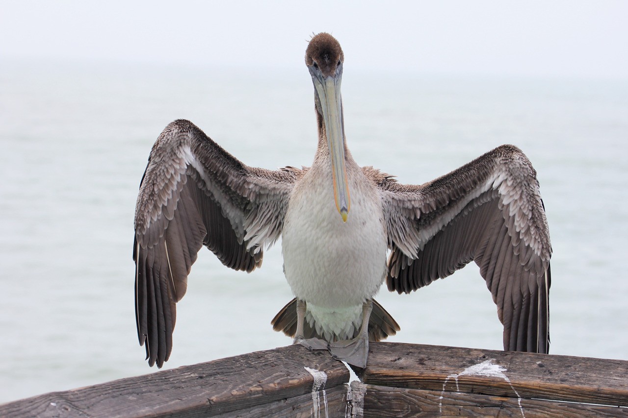 Les oiseaux du sud de la Floride - Fevrier 2015 Kc54Nv