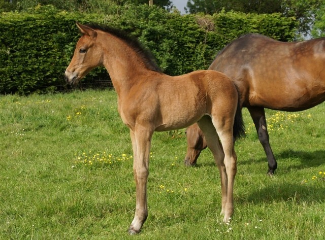 2015 - Farah de Myrol AA 50% Feydan PSAr x Lypha du Roy PS - Page 4 A95P7j