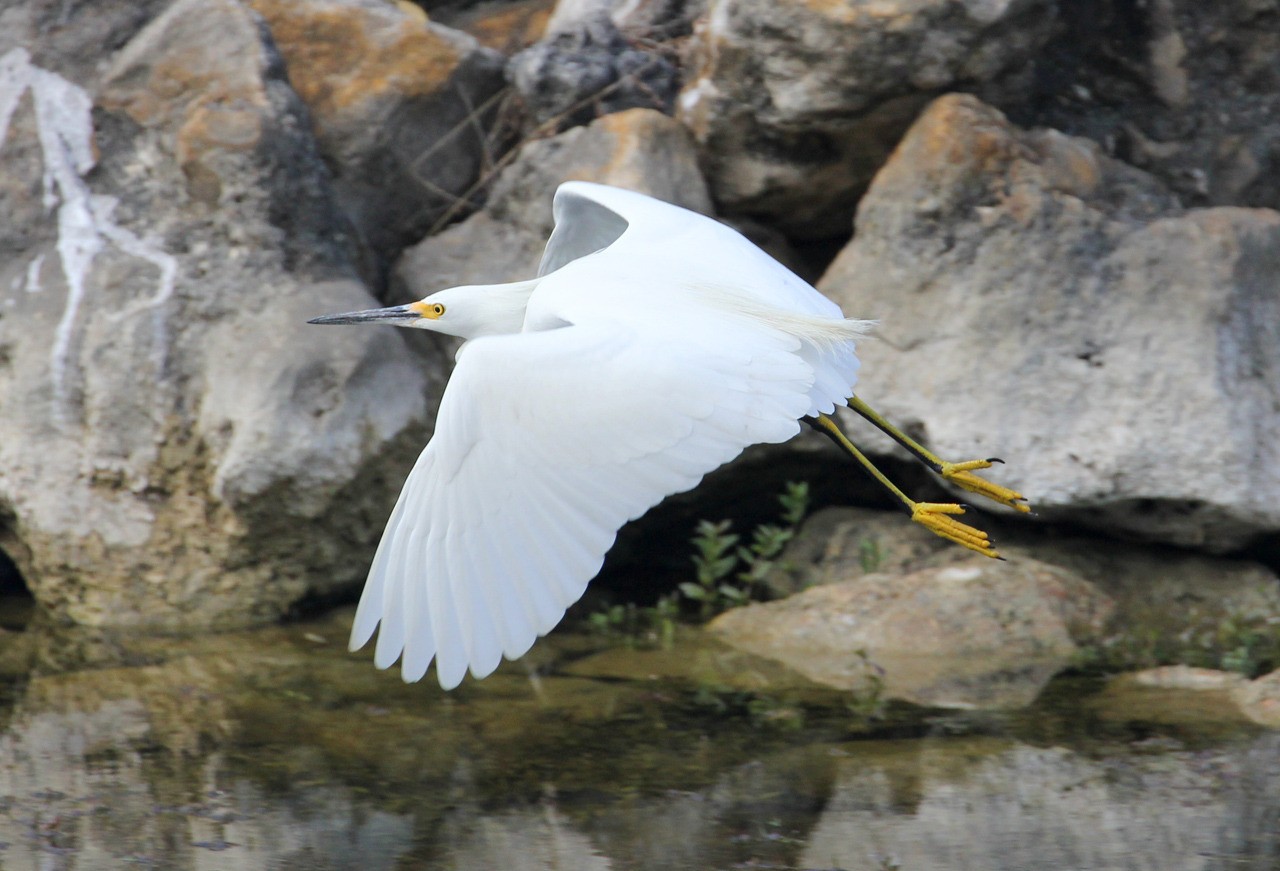 Les oiseaux du sud de la Floride - Fevrier 2015 EEkHfJ