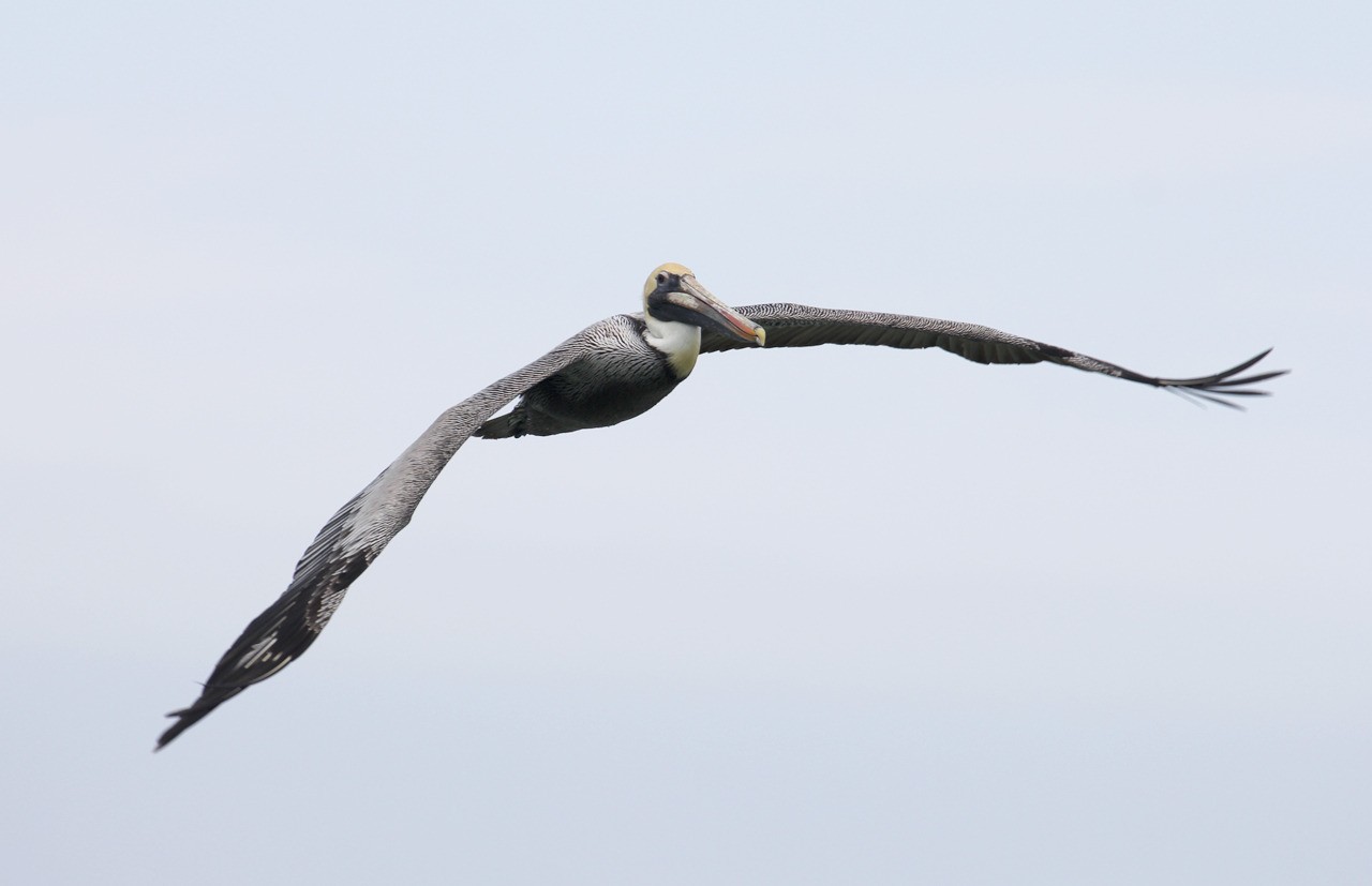 Les oiseaux du sud de la Floride - Fevrier 2015 EWGGUs