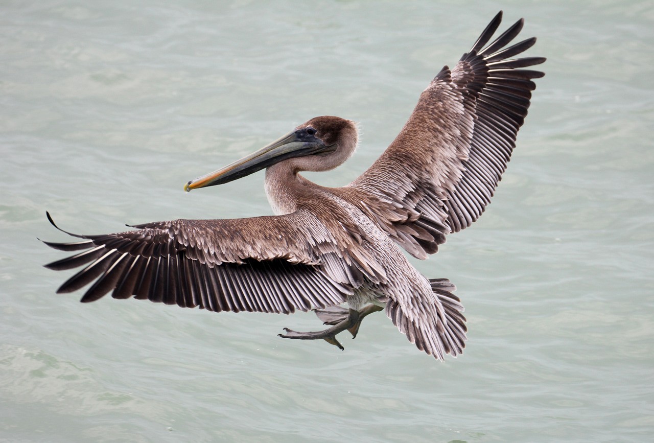 Les oiseaux du sud de la Floride - Fevrier 2015 HmO5Xq