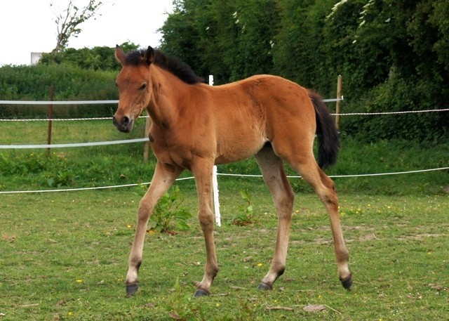 2015 - Farah de Myrol AA 50% Feydan PSAr x Lypha du Roy PS - Page 4 SMxO2S