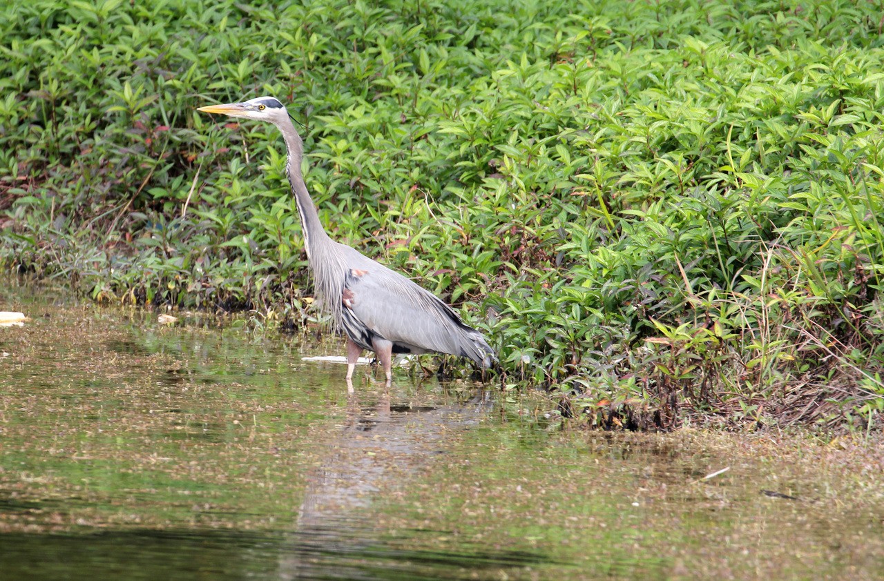 Les oiseaux du sud de la Floride - Fevrier 2015 Vuq6A3