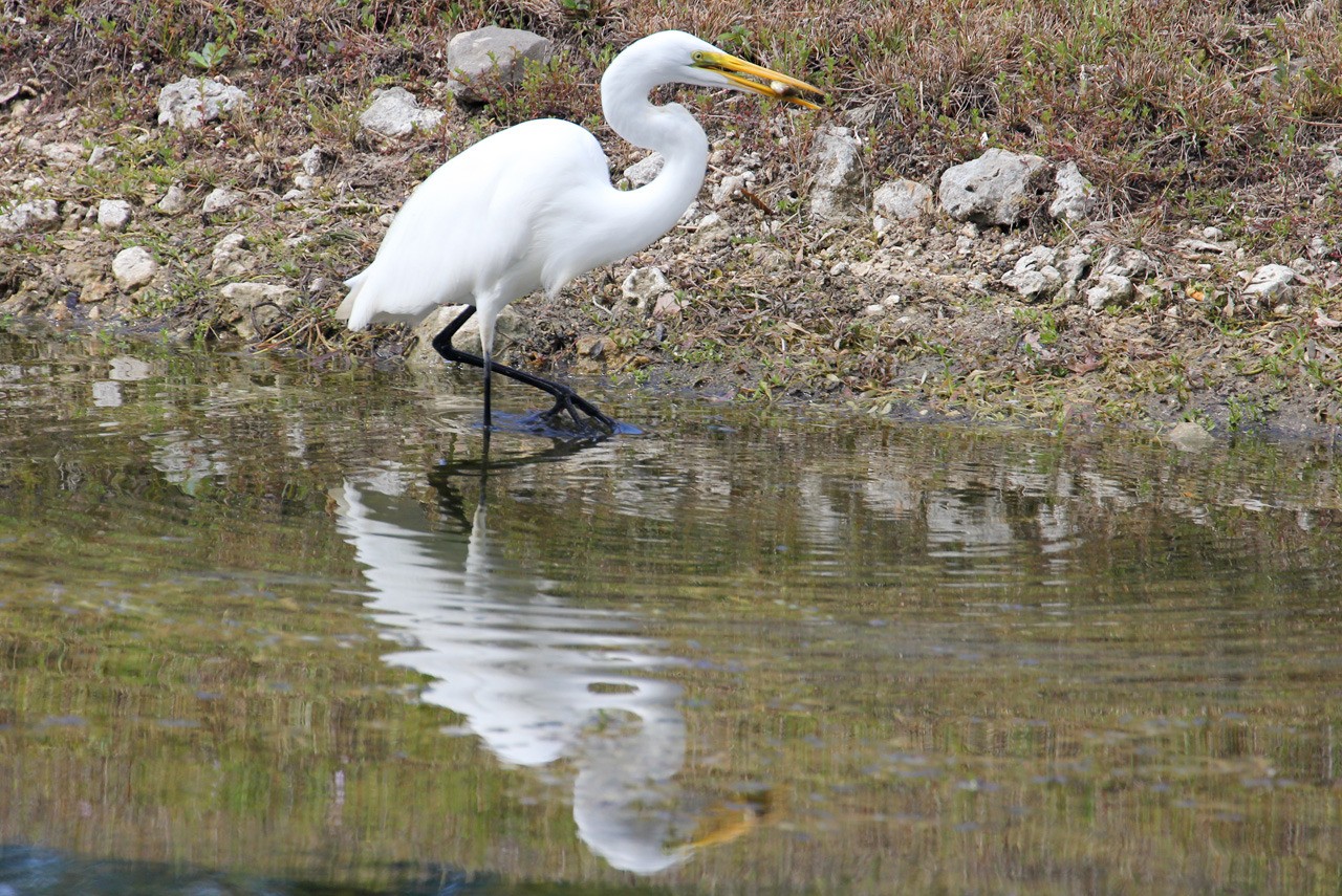 Les oiseaux du sud de la Floride - Fevrier 2015 ZqrVTP