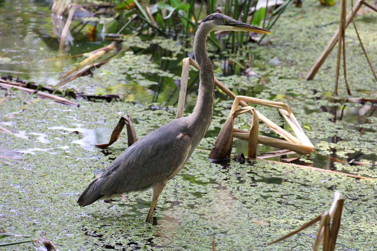 Les oiseaux du sud de la Floride - Fevrier 2015 2u4bEP