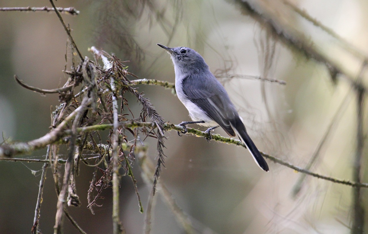 Les oiseaux du sud de la Floride - Fevrier 2015 5McoMa