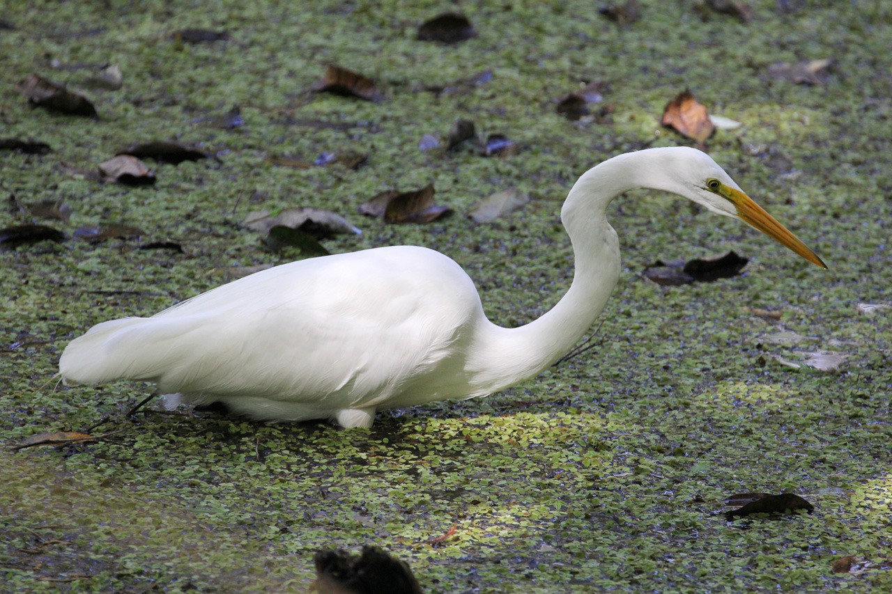 Les oiseaux du sud de la Floride - Fevrier 2015 KOCFtp