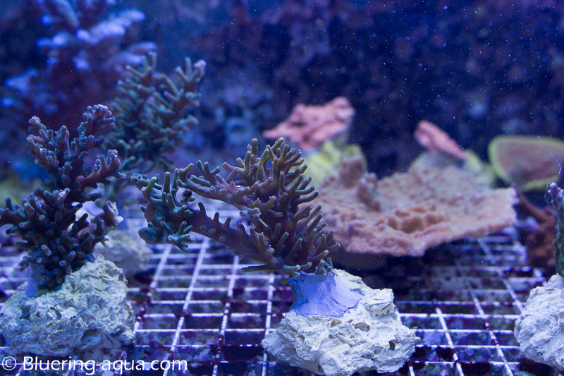 Promotion Acropora Echinata Nk4uAD