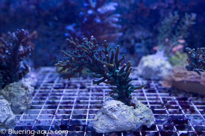 Promotion Acropora Echinata SqBXZQ