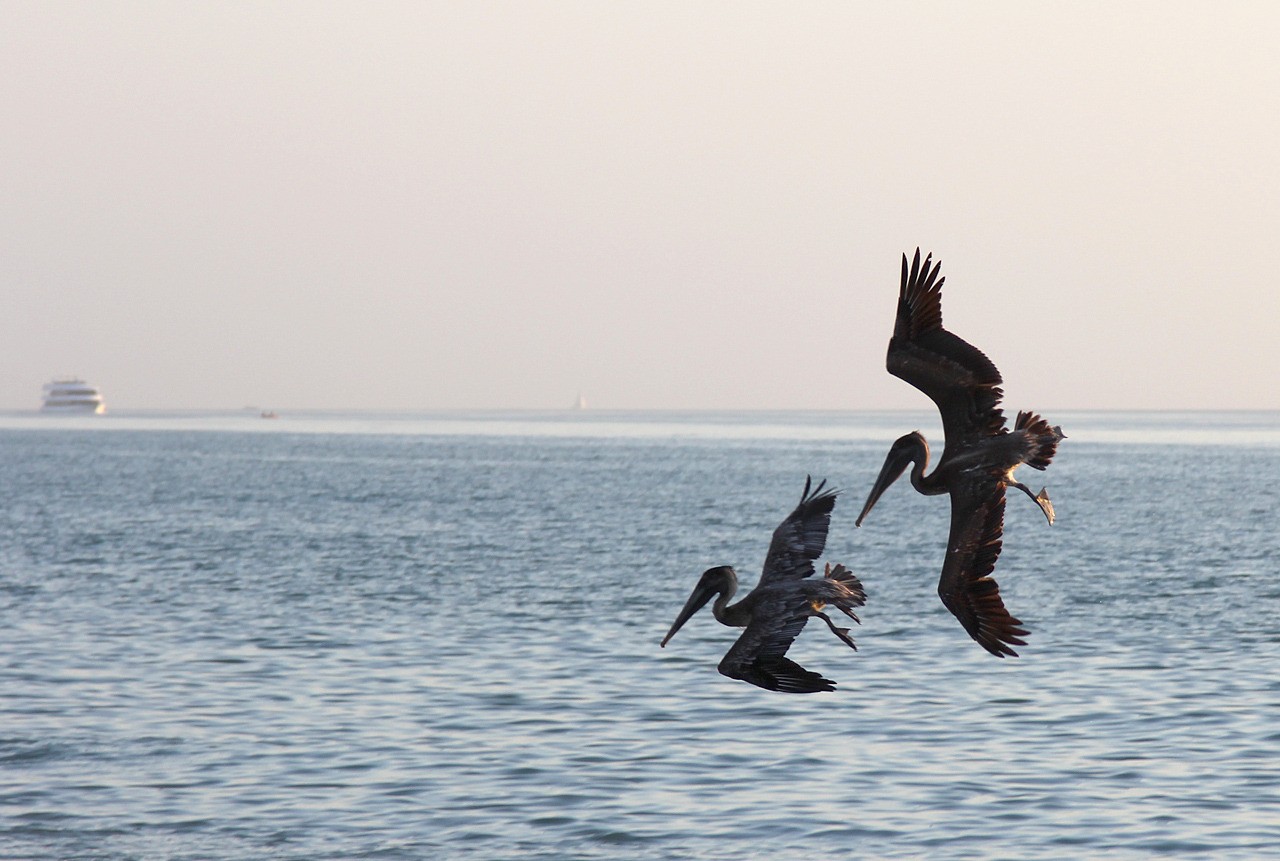 Les oiseaux du sud de la Floride - Fevrier 2015 U6Eeyw