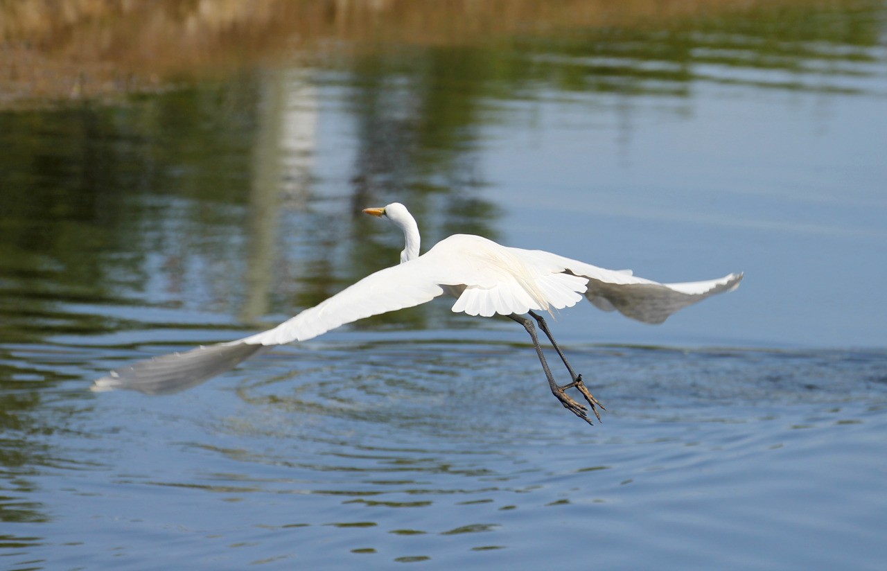 Les oiseaux du sud de la Floride - Fevrier 2015 YqKWkD