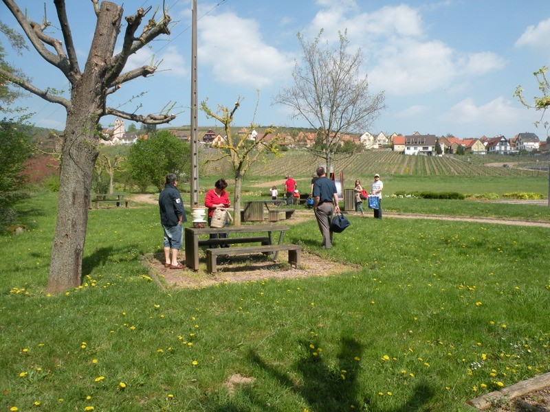 CR et photos sortie "vignoble alsacien et MONTAGNE" dimanche 13 avril 2014  - Page 2 4yzw