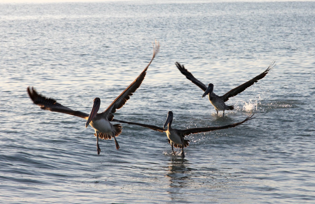 Les oiseaux du sud de la Floride - Fevrier 2015 1CUtT4