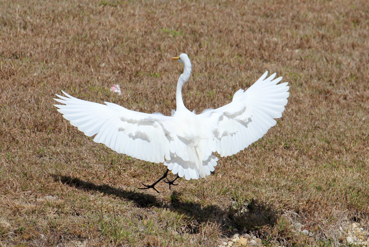 Les oiseaux du sud de la Floride - Fevrier 2015 M5raGS
