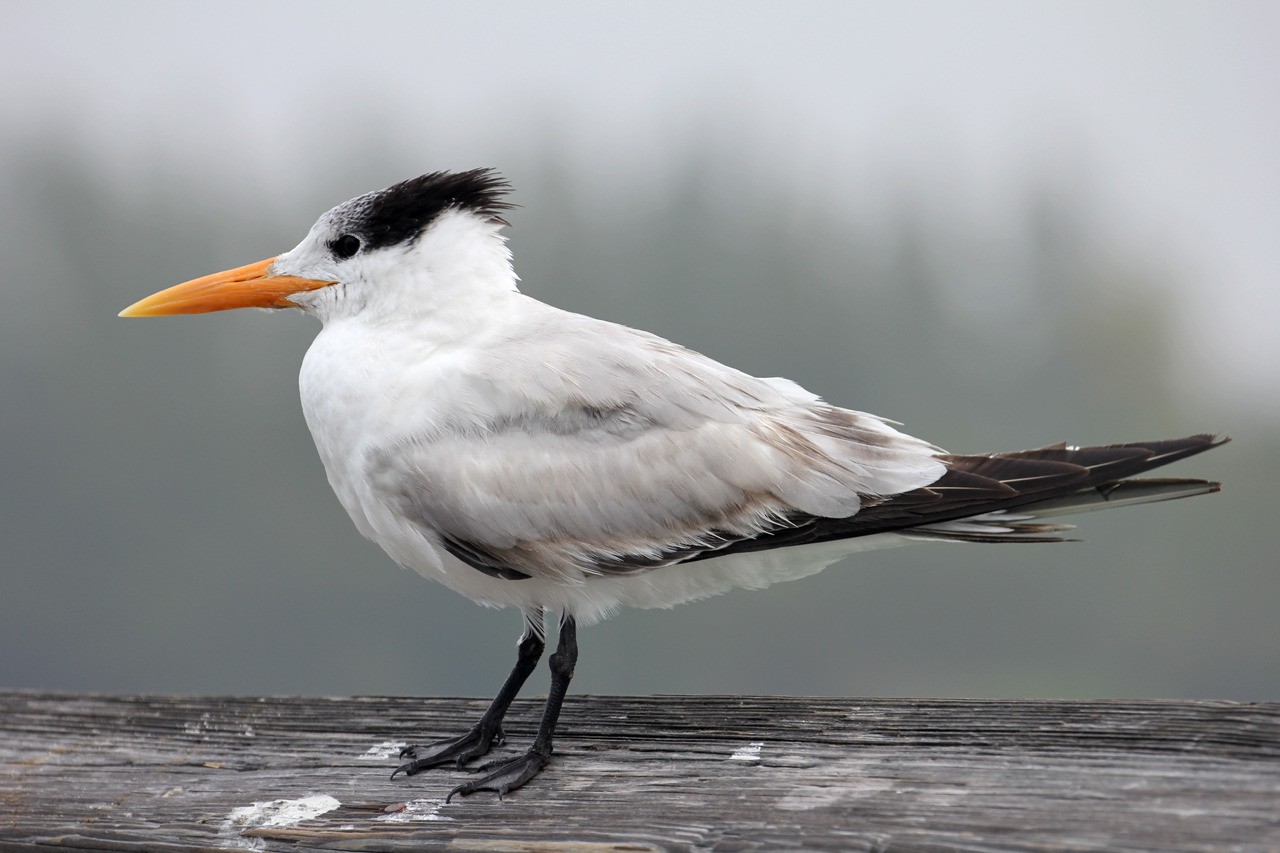 Les oiseaux du sud de la Floride - Fevrier 2015 E39MhM