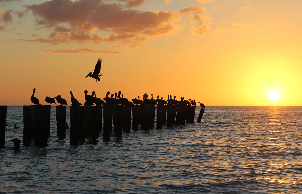 Les oiseaux du sud de la Floride - Fevrier 2015 GyfcOK