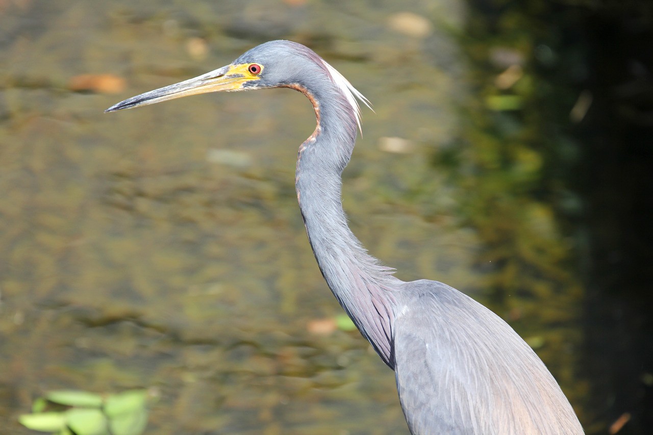 Les oiseaux du sud de la Floride - Fevrier 2015 IdniD7