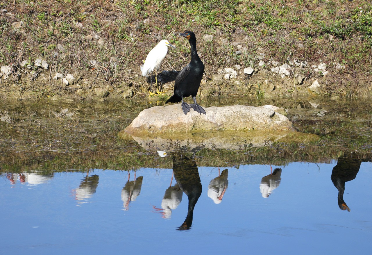 Les oiseaux du sud de la Floride - Fevrier 2015 IiMaE6