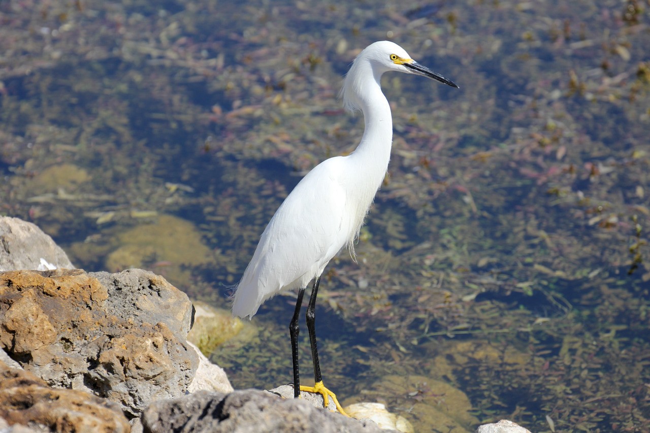 Les oiseaux du sud de la Floride - Fevrier 2015 MYH6b4