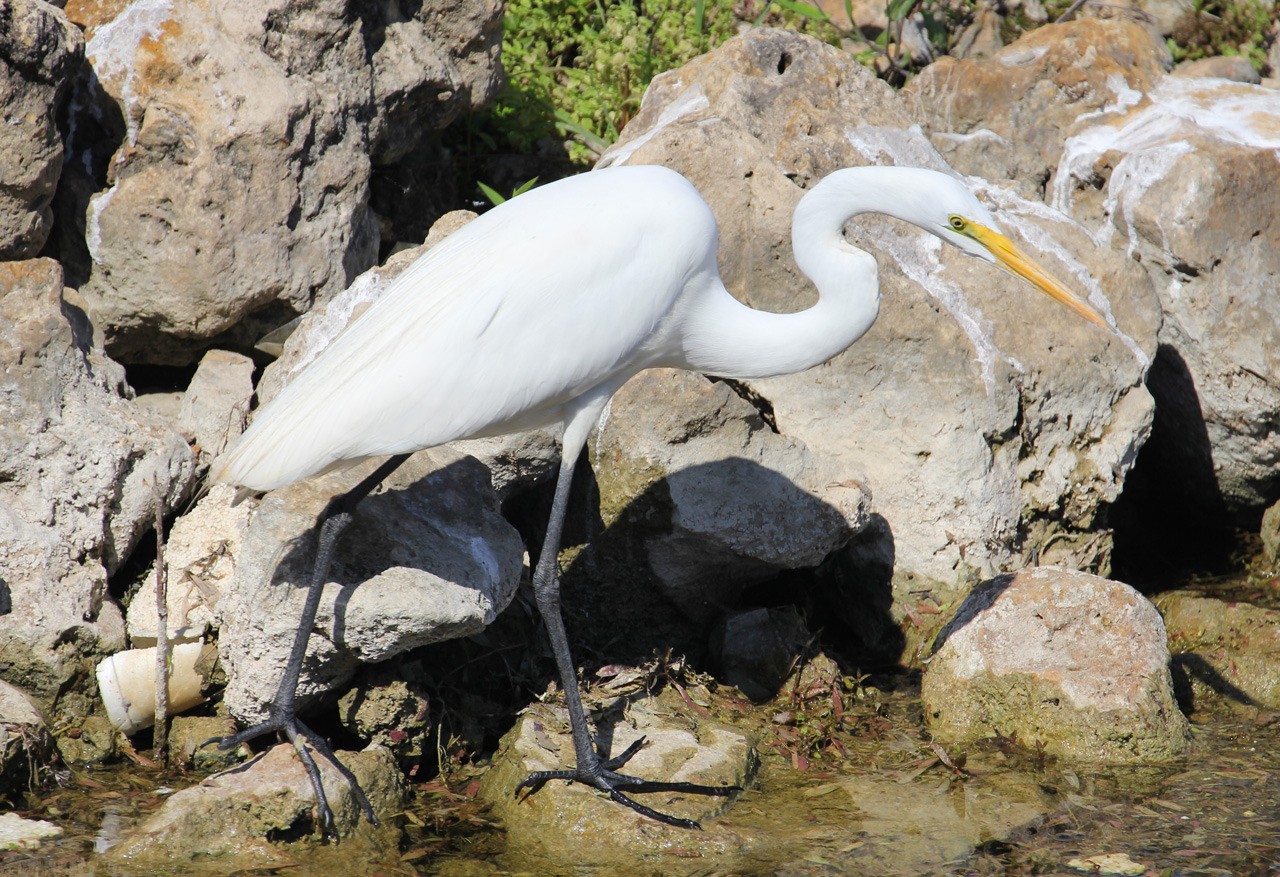 Les oiseaux du sud de la Floride - Fevrier 2015 O52OCa