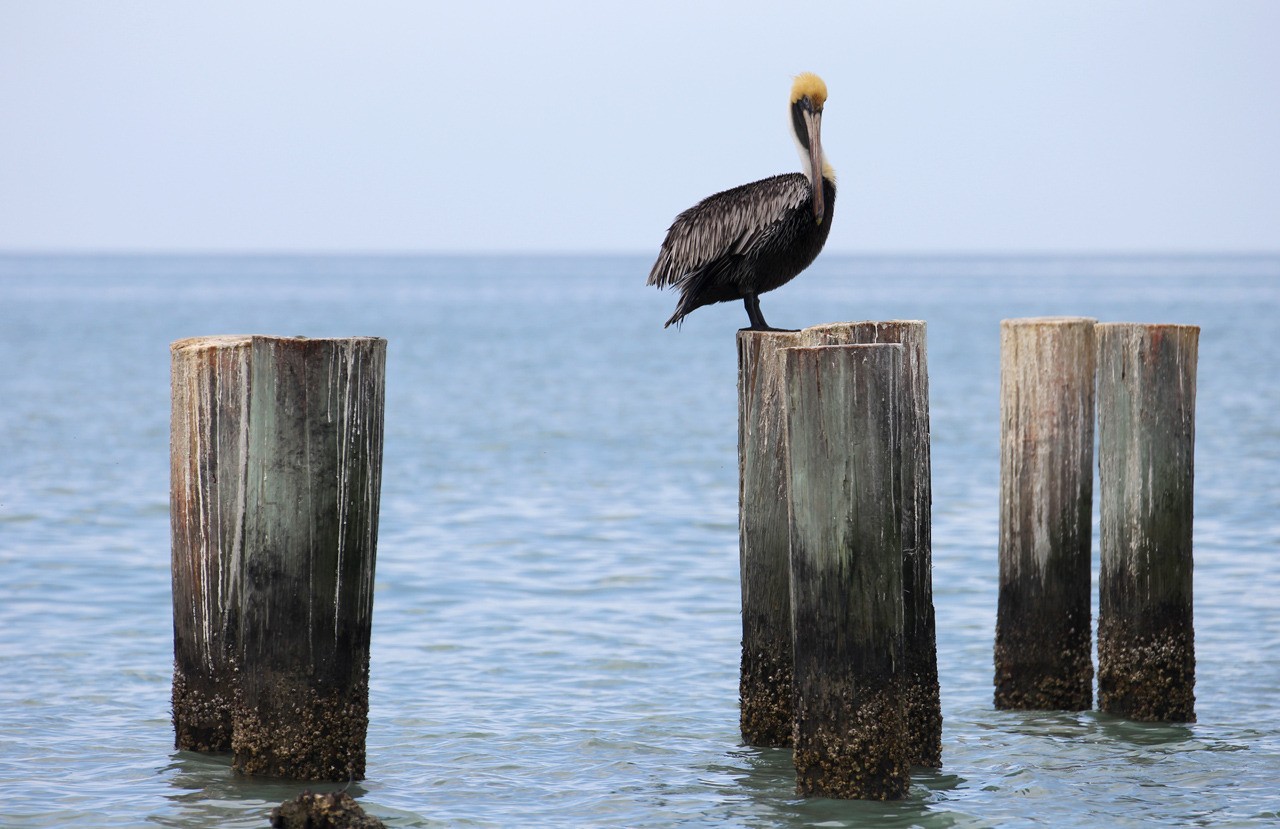 Les oiseaux du sud de la Floride - Fevrier 2015 4AhLe3