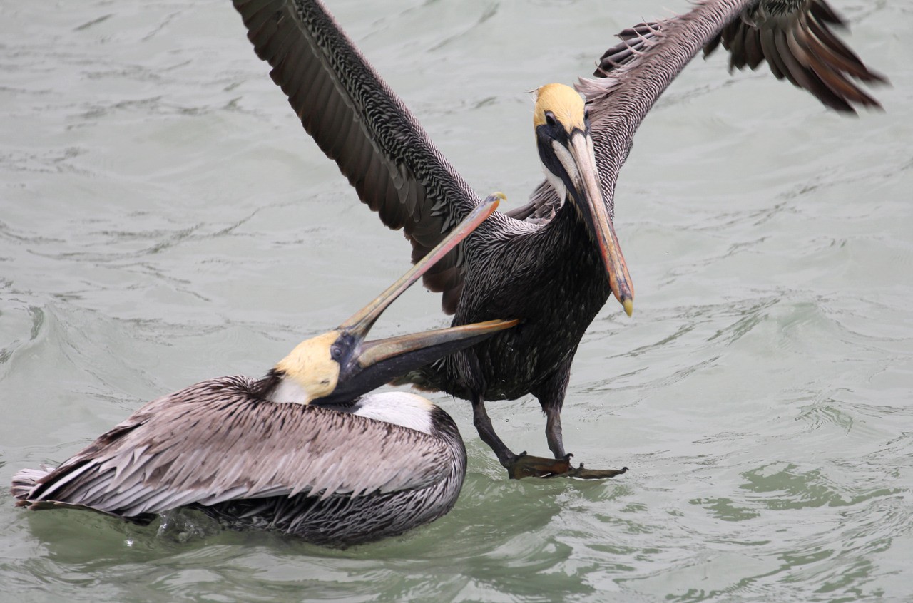 Les oiseaux du sud de la Floride - Fevrier 2015 UOYC3x