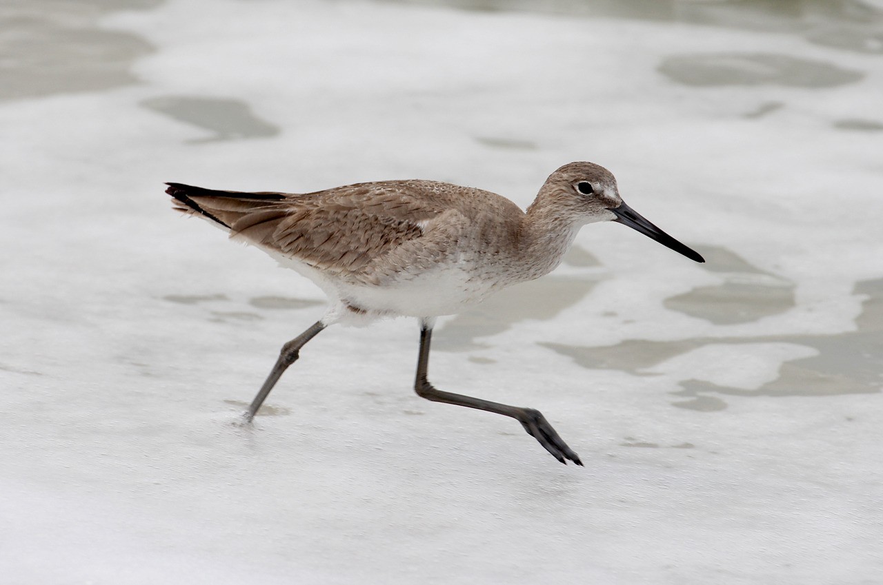 Les oiseaux du sud de la Floride - Fevrier 2015 YEDvfh