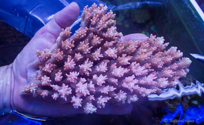 Un bel acropora! TWdg1q