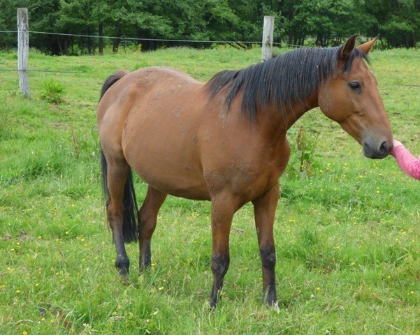 Trotteur 7 ans idéal endurance Ipsv