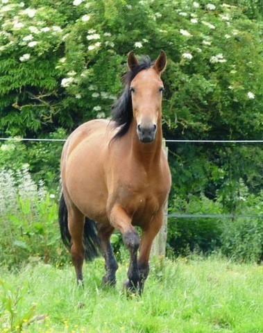 Trotteur 7 ans idéal endurance D2tv