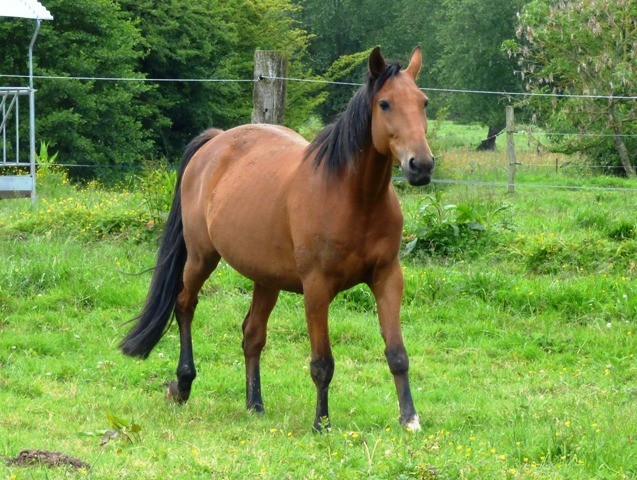 Trotteur 7 ans idéal endurance 8rjt