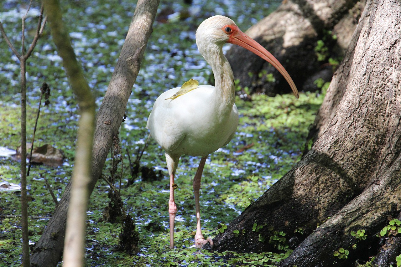 Les oiseaux du sud de la Floride - Fevrier 2015 JfvkP0